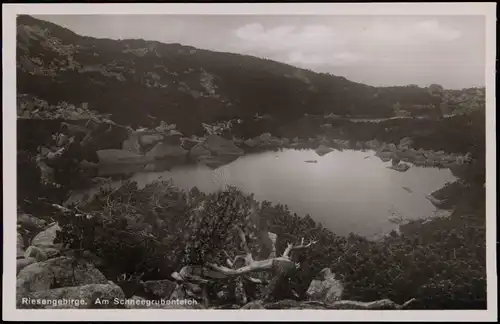 Schreiberhau Szklarska Poręba Schneegruben Sněžné jámy - Gehölz, Fotokarte 1929