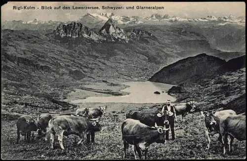 Ansichtskarte Arth SZ Rigi-Kulm Lowerzersee Alpen Bauer mit Kühen 1913