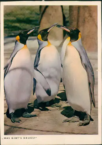 Ansichtskarte  Tiere Pinguine Penguin "Was gibt`s Neues?" 1960