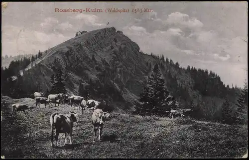 Ansichtskarte Goldau (Arth SZ) Rossberg-Kulm (Wildspitz) Kühe 1910