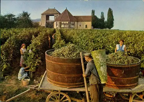 Schweigen-Rechtenbach Deutsches Weintor, Winzer Trauben-Ernte Weinberge 1960