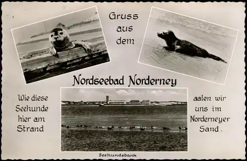 Ansichtskarte Norderney Seehunde, Seehundsbank - Mehrbild Fotokarte 1960