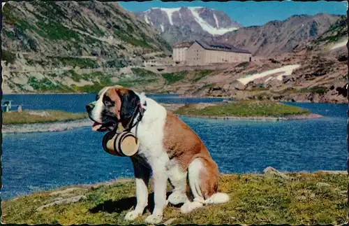 Ansichtskarte .Schweiz CHIEN du GRAND St-BERNARD; Hund (Dog) 1960