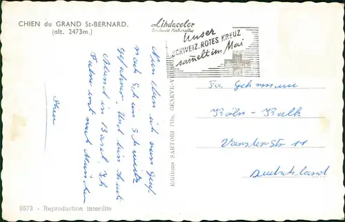 Ansichtskarte .Schweiz CHIEN du GRAND St-BERNARD; Hund (Dog) 1960