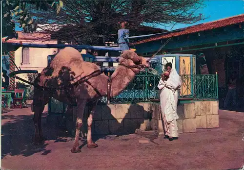 Postcard Tunesien LA MARSA Cafe du Saf-Saf, Kamel Einheimische 1980