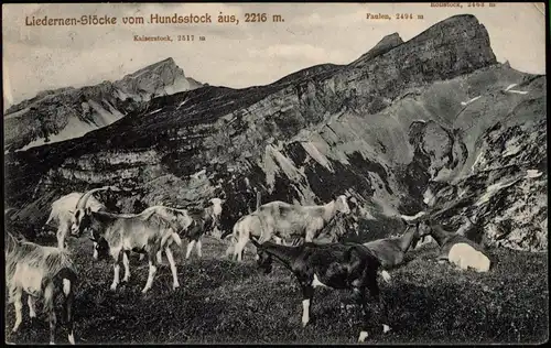 .Schweiz Helvetia Liedernen-Stöcke vom Hundsstock aus Gemse 1913