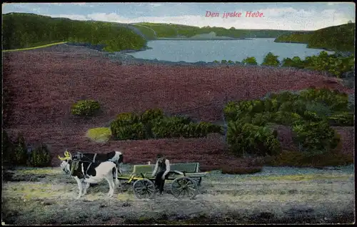 Postcard .Schweden Sverige Stimmungsbild Servige Den jyske Hede. 1912