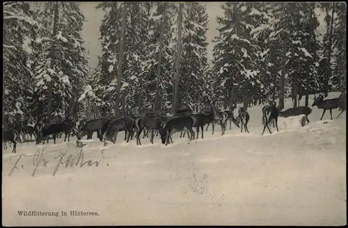 Ansichtskarte Berchtesgaden Wildfütterung in Hintersee. Winter AK 1907