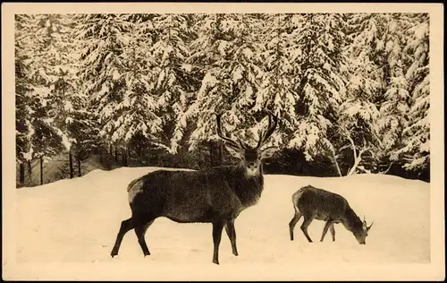 Ansichtskarte Bad Wildbad Der Hirschpark im Winter 1934