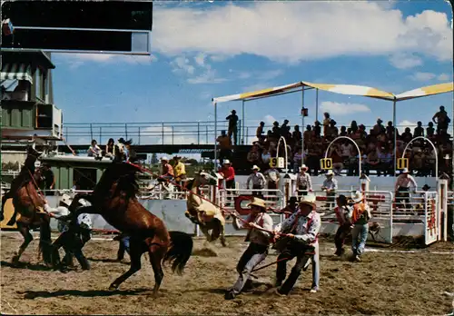 Postcard Calgary Wild Horse Race (Pferde-Rennen) 1982