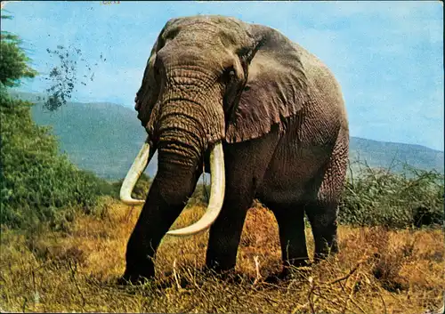Ansichtskarte  The old wise elephant; Elefant Afrika 1980   mit KENYA-Frankatur