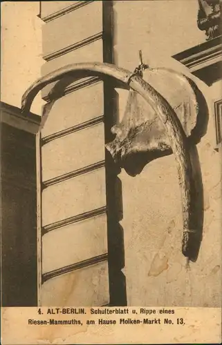 Mitte-Berlin Schulterblatt Rippe eines Riesen-Mammuths Hause Molken-Markt 1912