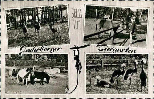 Jaderberg-Jade Mehrbild-AK Tiere Jaderberger Tiergarten und Zoogaststätten 1964