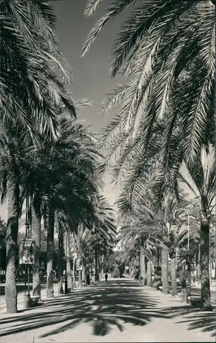 Palma ( de Mallorca) Paseo de Sagrera Allée de Sagrera Sagrera Boulevard 1960