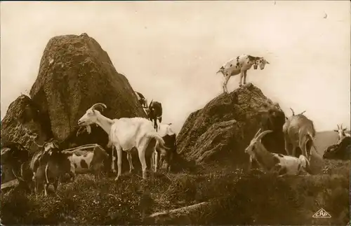 CPA .Frankreich Vosges Barren Kapf - Ziegen Gemse 1913