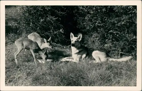Gehren (Thüringen) Tierfreundschaft in der Kranichsruhe Rehkitz Schäferhund 1955
