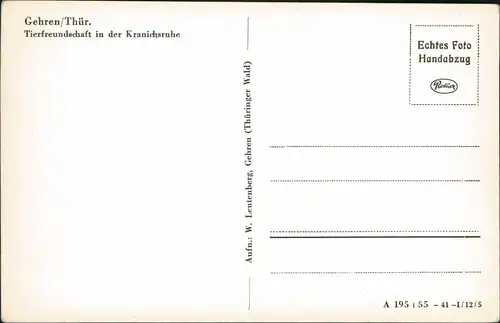 Gehren (Thüringen) Tierfreundschaft in der Kranichsruhe Rehkitz Schäferhund 1955