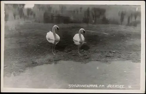 Ansichtskarte  Tiere - Vögel SCHWANNENPAAR AM JÄGERSEE. 15. 1931