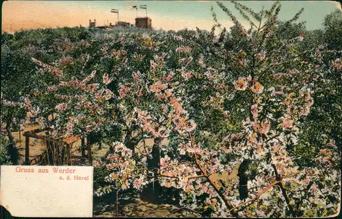 Ansichtskarte Werder (Havel) Baumblüte in der Ferne Restaurant 1912