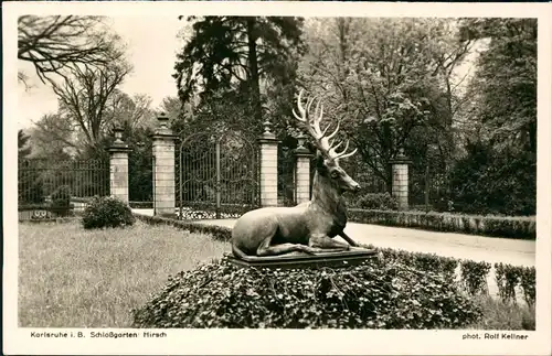 Ansichtskarte Karlsruhe Schloßgarten: Hirsch 1941