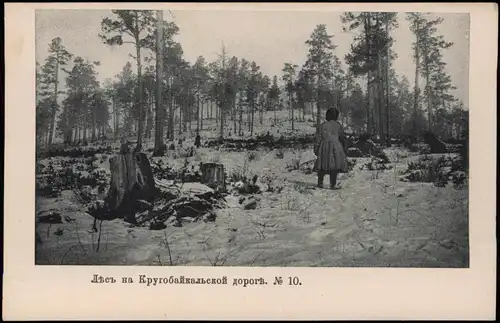 Postcard .Russland Rußland Россия Trandbaikal Strecke - Wald 1905