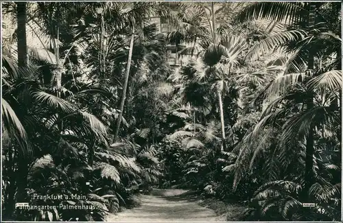 Ansichtskarte Frankfurt am Main Palmengarten Palmen-Haus Innenansicht 1934