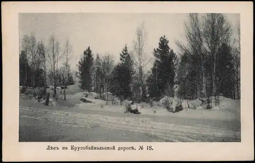 .Russland Rußland Россия Forest on the Circum-Baikal Road. Transbaikal 1905