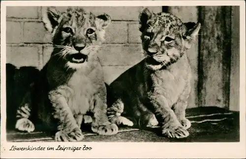 Ansichtskarte Leipzig Tiger Babys im Zoo 1955