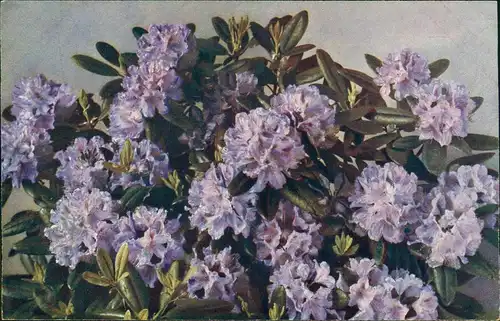 Ansichtskarte  Künstlerkarte blühende Blumen 1912