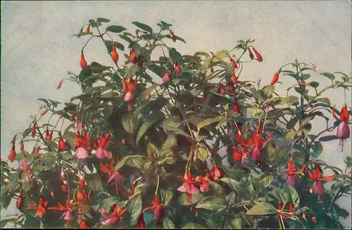 Ansichtskarte  Künstlerkarte Blumen: Fuchsien 1912