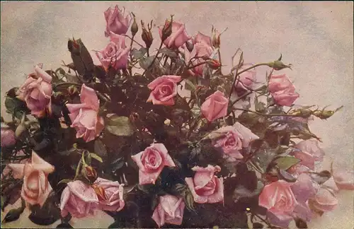 Ansichtskarte  Künstlerkarte rosa Rosen Naturfarben 1912