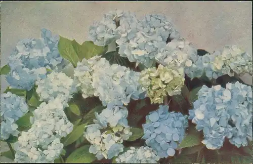 Ansichtskarte  Künstlerkarte Hortensien Naturfarben AK 1912