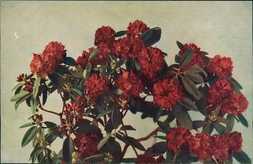 Ansichtskarte  Künstlerkarte rote Blüten Pflanze Naturfarben AK 1912