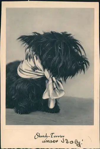 Tiere Hunde Hund (Dog): Skotch-Terrier mit Halstuch/Schleife 1960