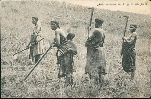 Südafrika Zulu women working the field Typen AK nackt nude Southafrica   1912