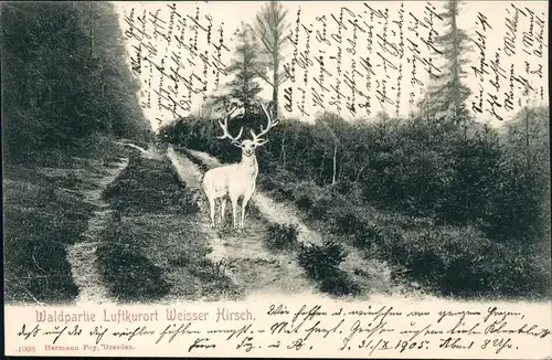 Ansichtskarte Weißer Hirsch-Dresden Waldpartie mit Weißem Hirschen 1905