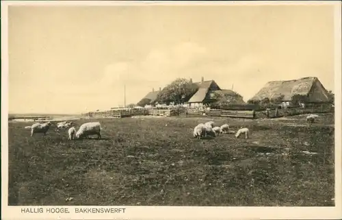 Ansichtskarte Hallig Hooge Bakkenswerft 1928