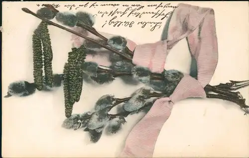 Ansichtskarte  Botanik :: Weidenkätzchen Naturfarben AK 1904
