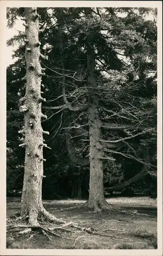 Müden (Örtze)-Faßberg Urwüchsige Bäume a. d. Wietzer Berg 1938