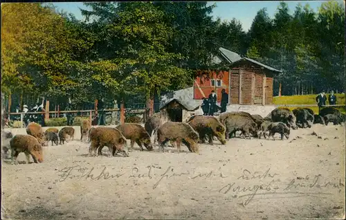 Moritzburg Tiergarten Moritzburg - Fütterung der Wildschweine 1925