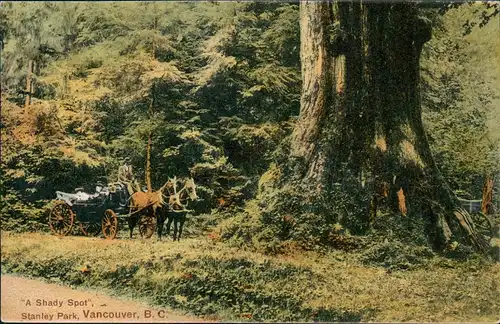 Postcard Vancouver Stanley Park, B. C. "A Shady Spot", 1911