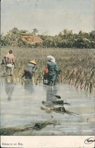 China (Allgemein) China Trachten RÉCOLTE DU Rız. Reisernte 1914
