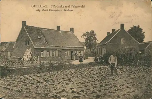Ansichtskarte  GHELUWE Roozeke met Tabakveld, Feldpost-AK 1. Weltkrieg 1915