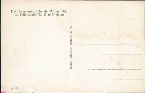 Langebrück-Dresden Die Hermannseiche bei der Marienmühle Seifersdorfer Tal 1926