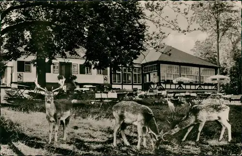 Ansichtskarte Braunfels (Lahn) Forsthaus im Tiergarten 1965