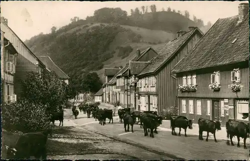 Ansichtskarte Wieda (Harz) Blick auf die Wache-Kuhherde 1956