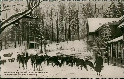 Ansichtskarte Bad Harzburg Molkenhaus, Rehe im Winter 1962