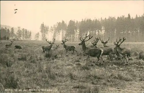 Ansichtskarte Bad Harzburg Hirsche an der Marienteichbaude 1956