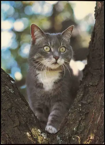 Ansichtskarte  Tiere Motivkarte Katze Katzen Cat 1992