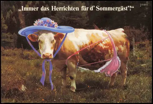 Tiere Kuh Kühe: Immer das Herrichten für d' Sommergäste 2000